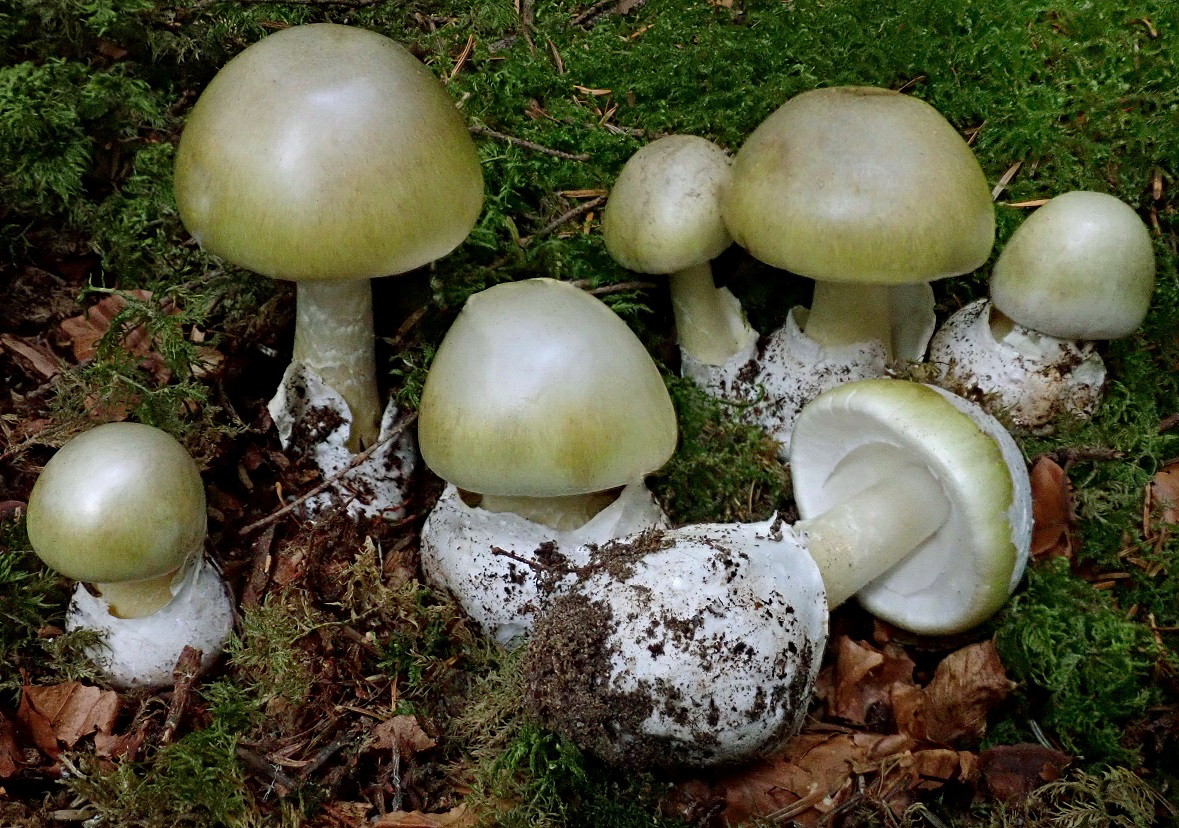 Une conférence pour mieux identifier les champignons au Puy ce jeudi